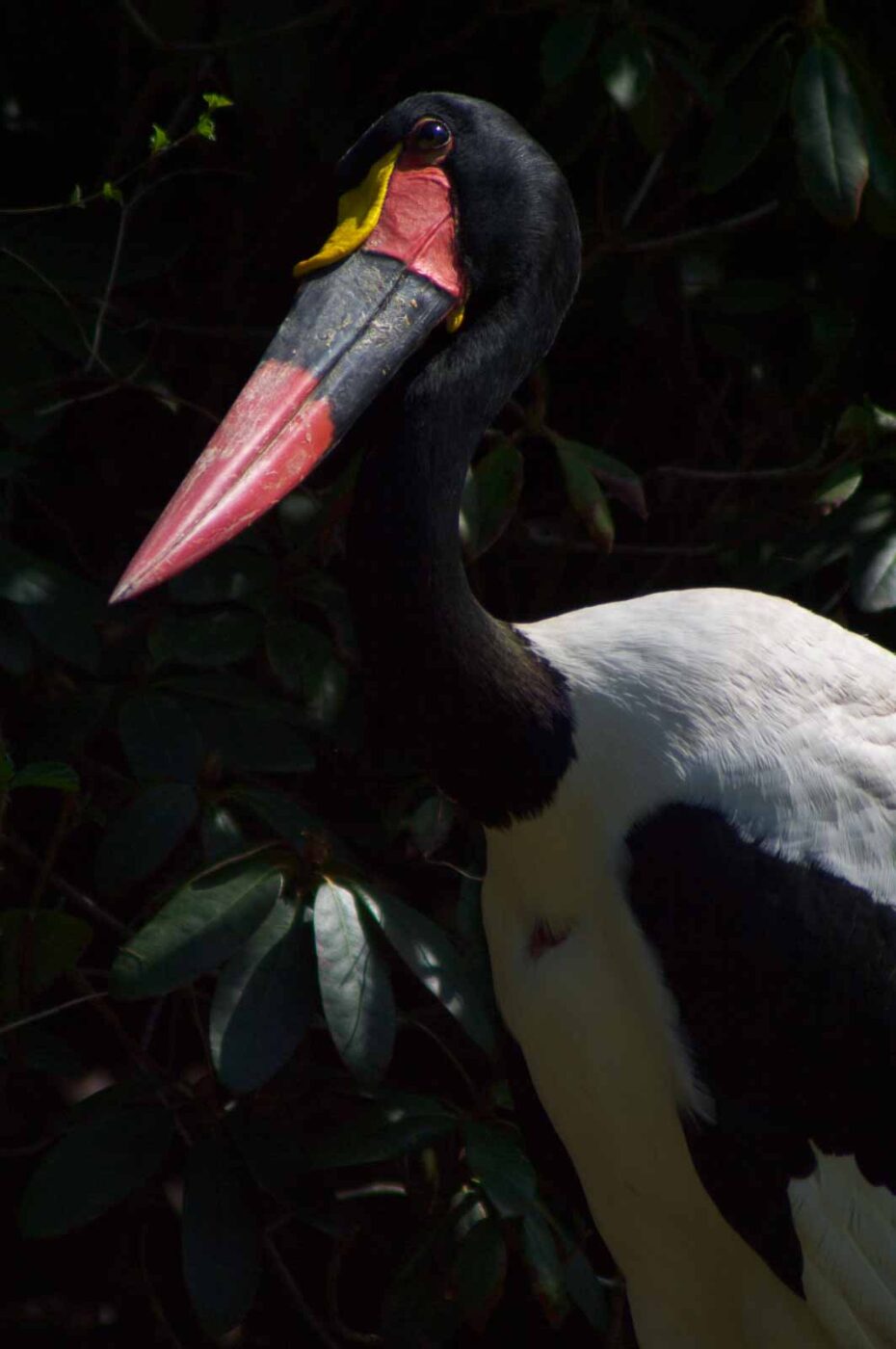 2018-04-19 - Walsrode - Vogelpark