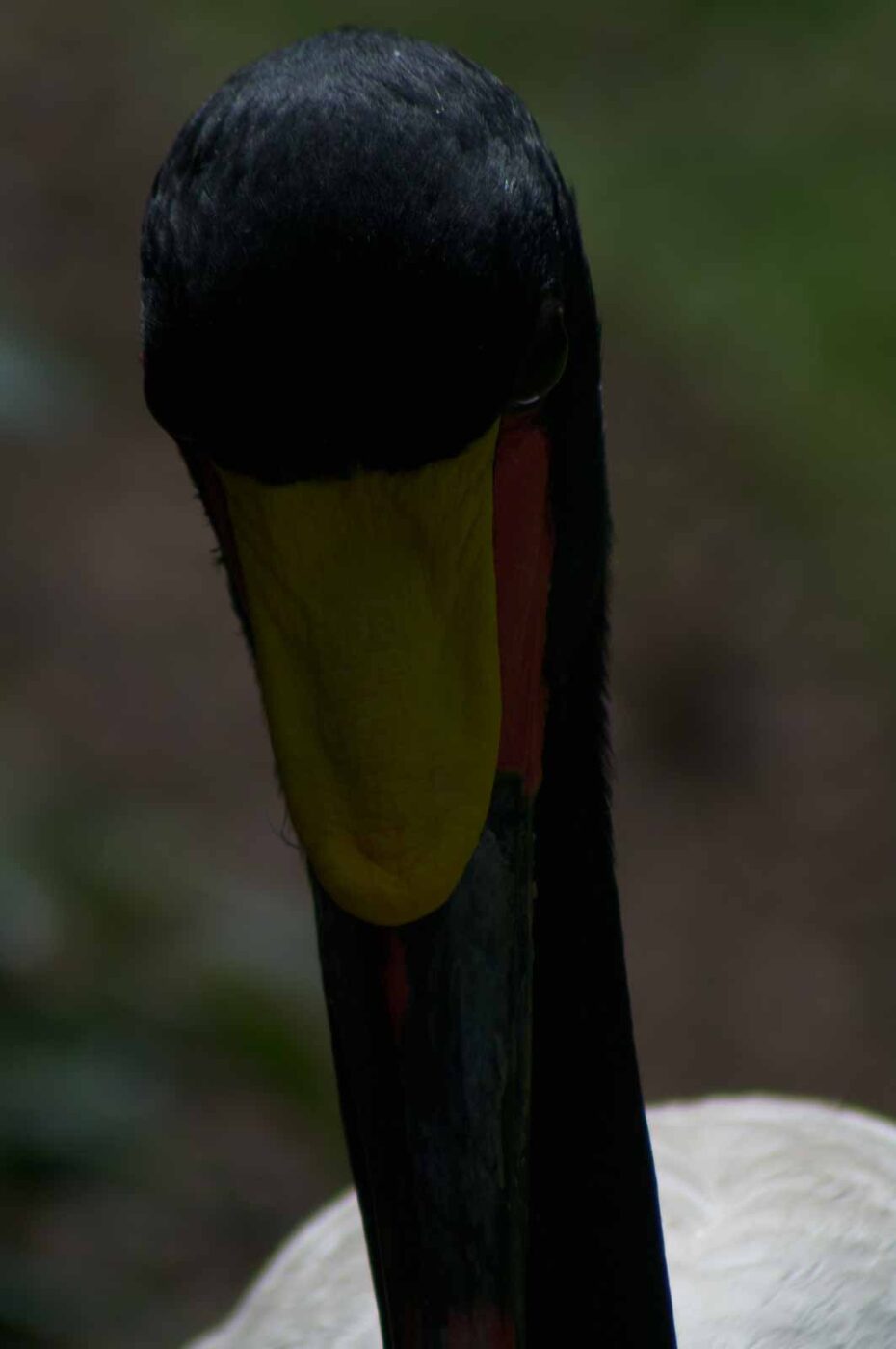 2018-04-19 - Walsrode - Vogelpark