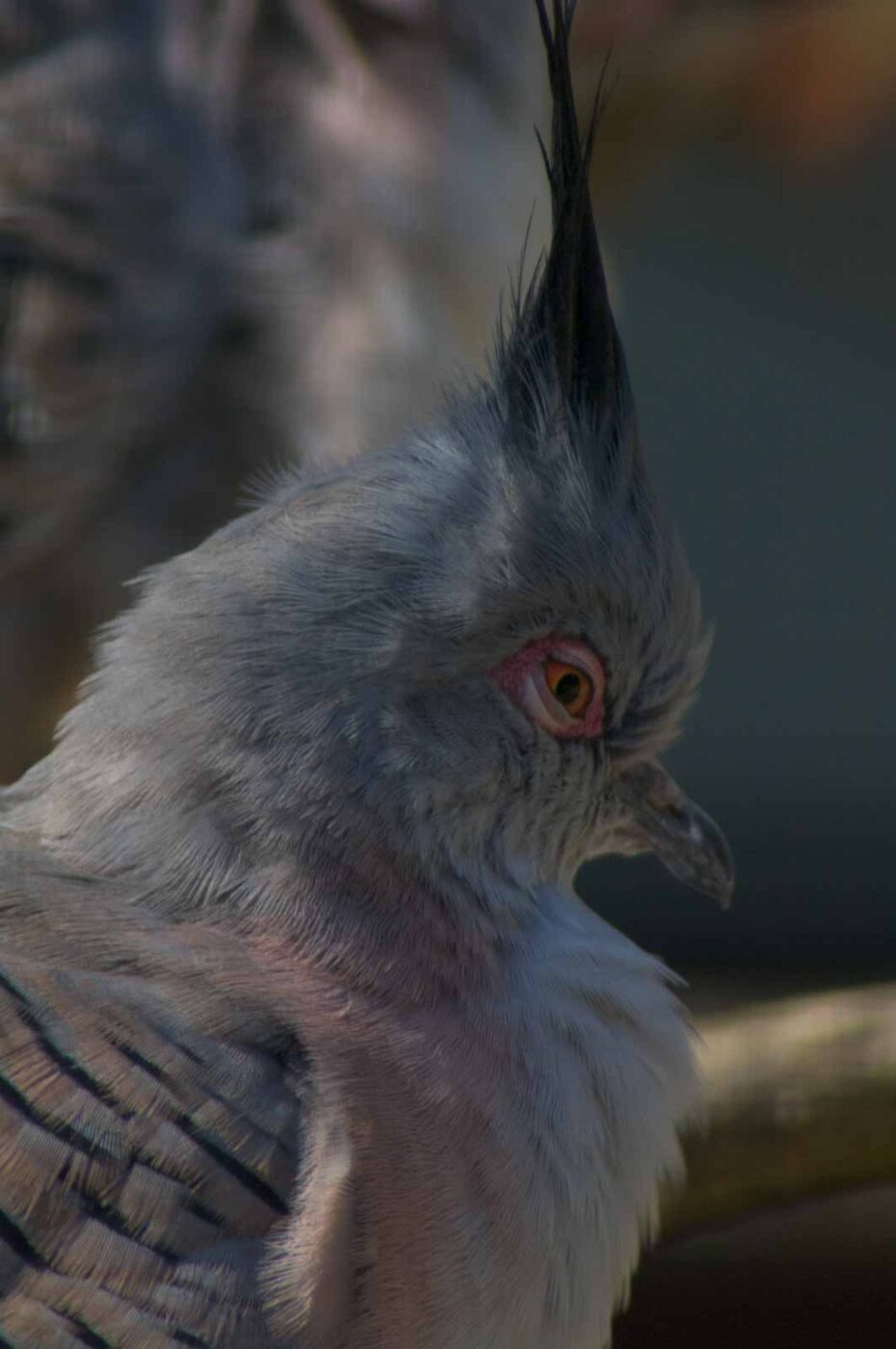 2018-04-19 - Walsrode - Vogelpark