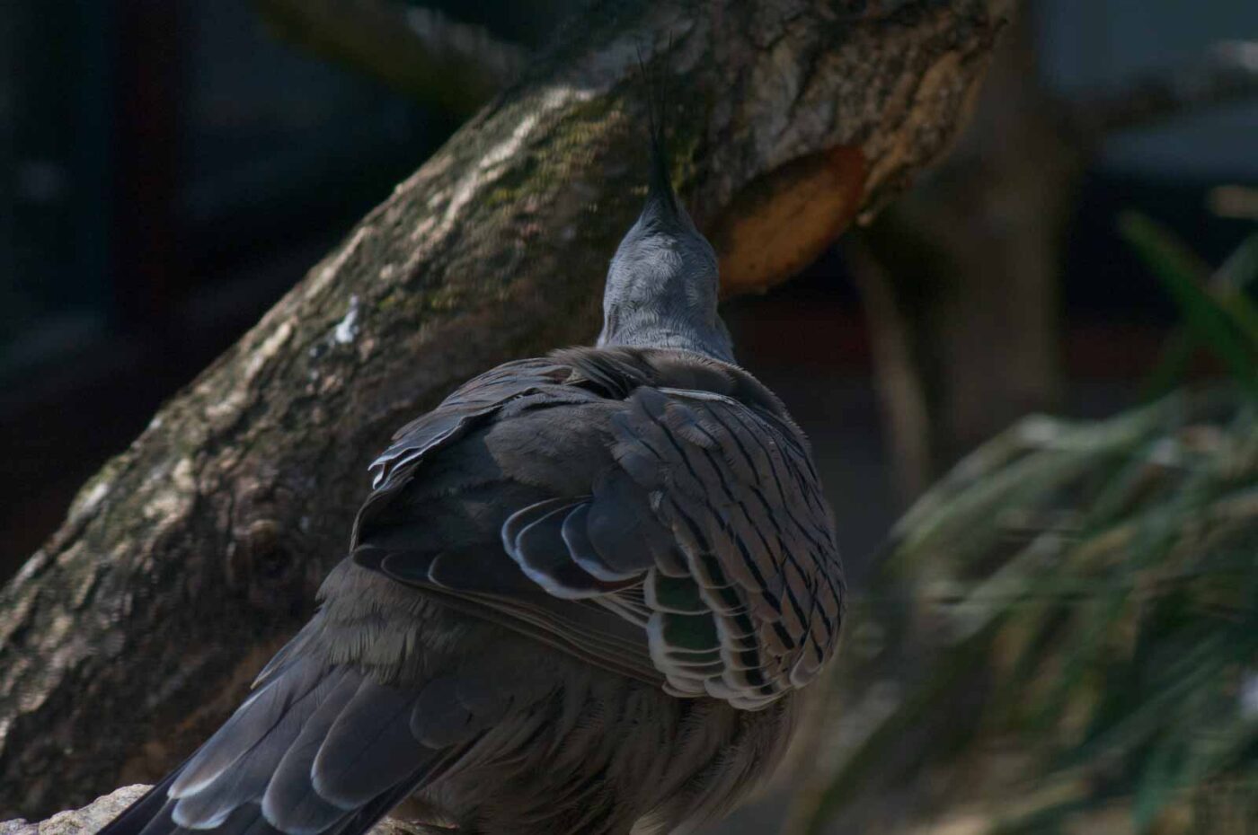 2018-04-19 - Walsrode - Vogelpark