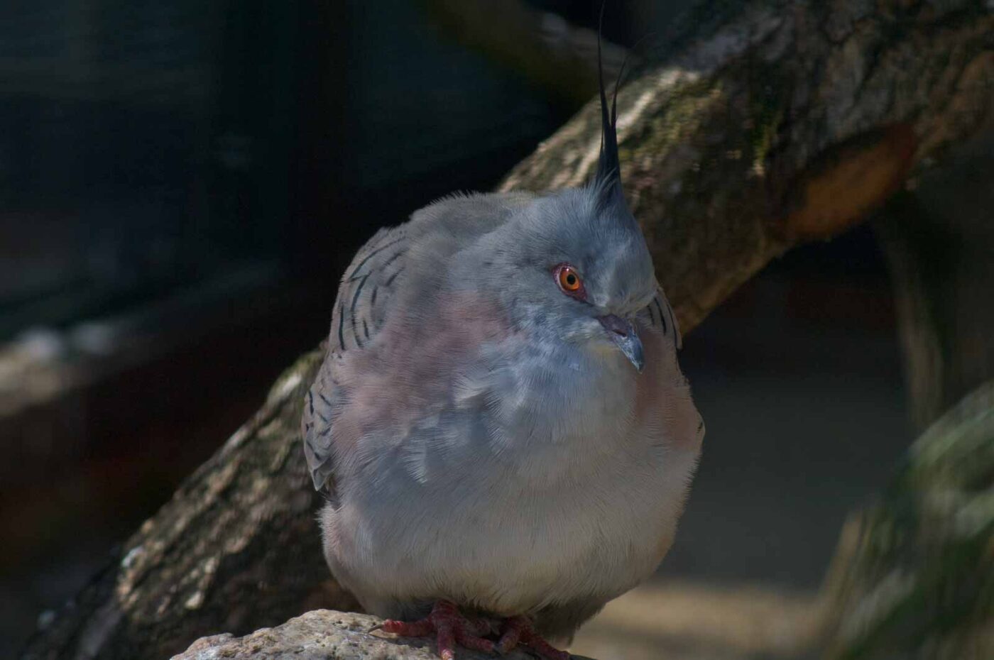 2018-04-19 - Walsrode - Vogelpark