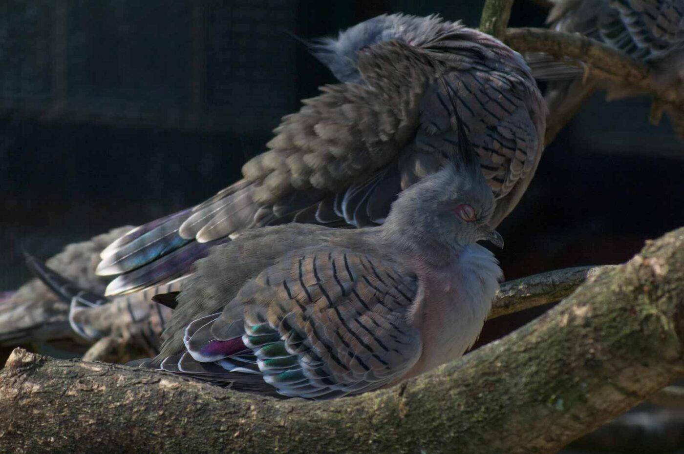 2018-04-19 - Walsrode - Vogelpark