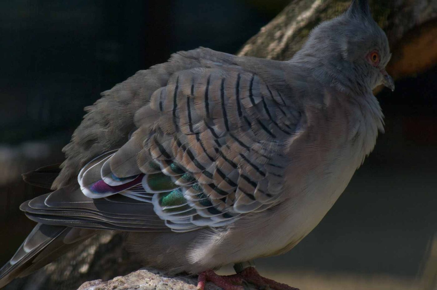 2018-04-19 - Walsrode - Vogelpark
