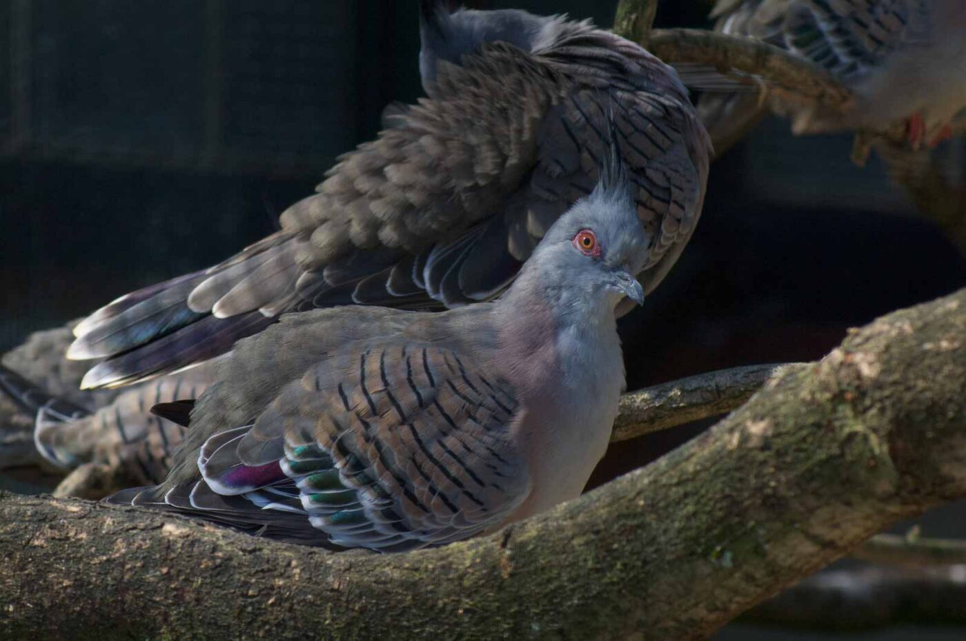2018-04-19 - Walsrode - Vogelpark