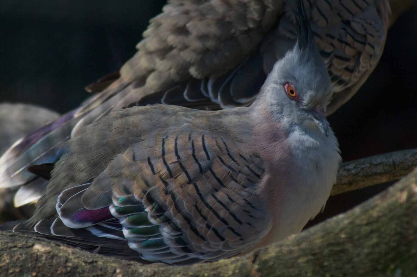 2018-04-19 - Walsrode - Vogelpark