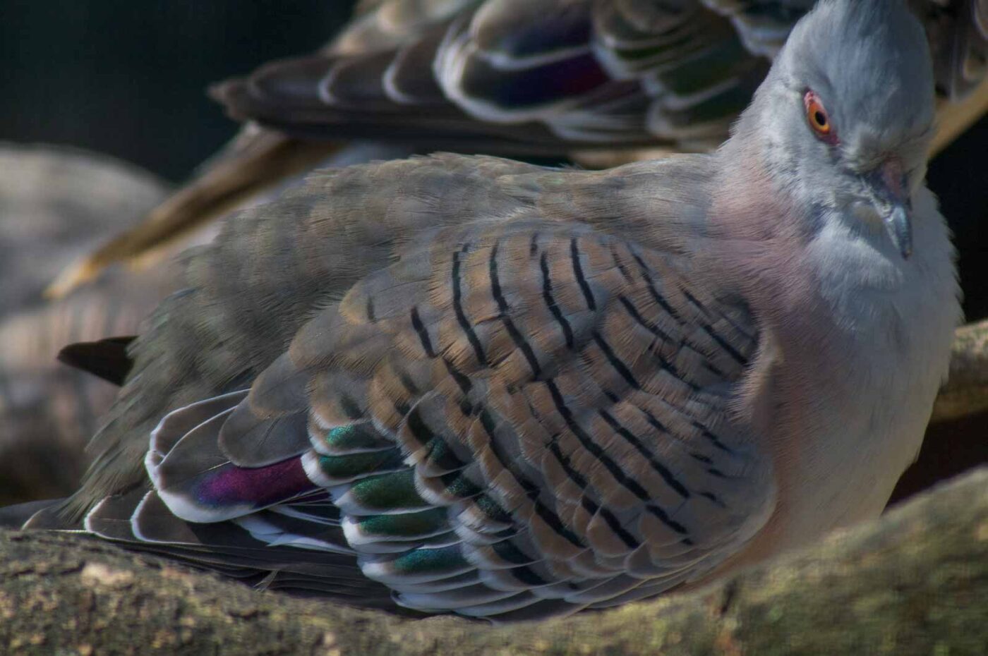 2018-04-19 - Walsrode - Vogelpark