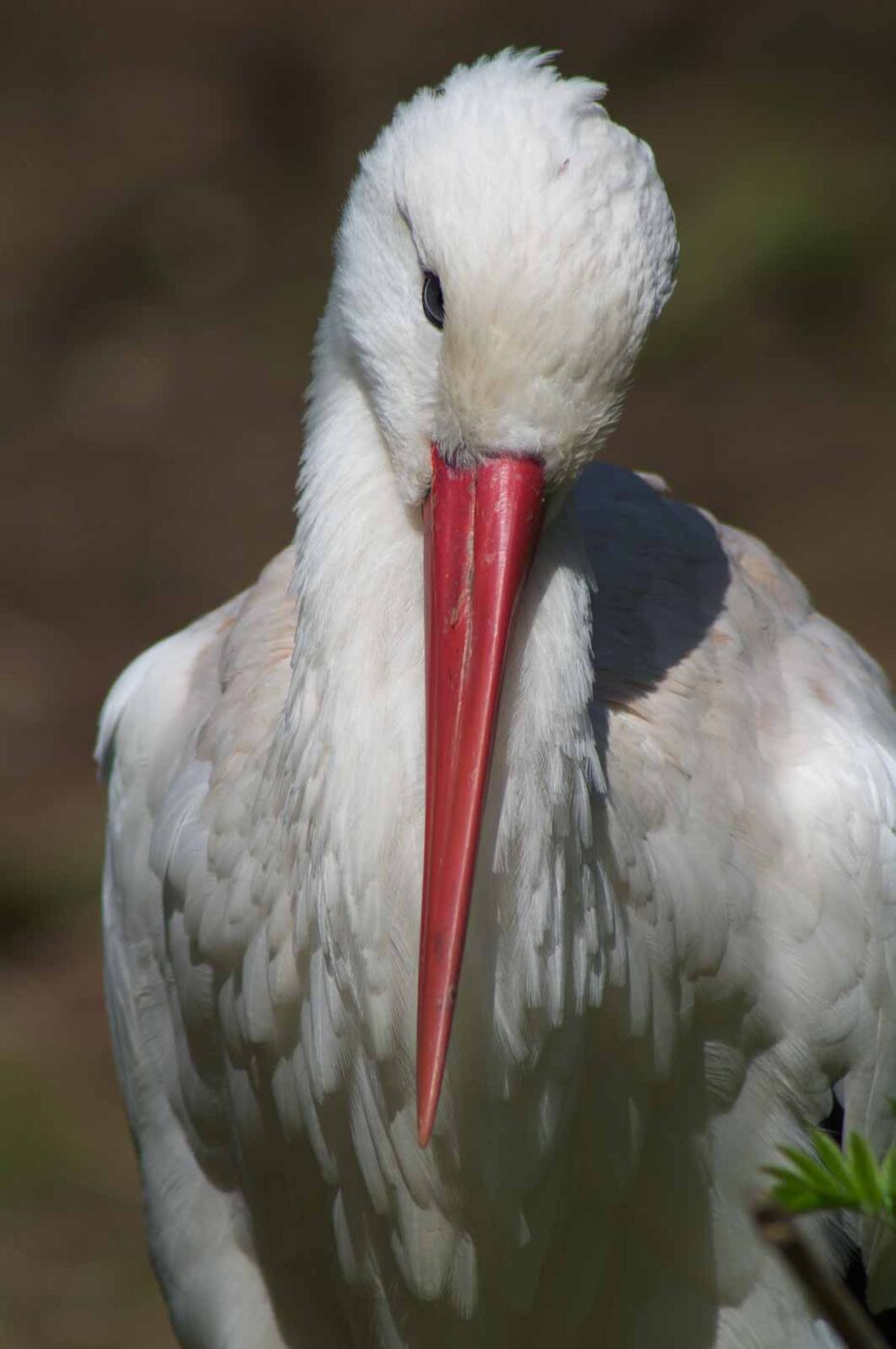 2018-04-19 - Walsrode - Vogelpark
