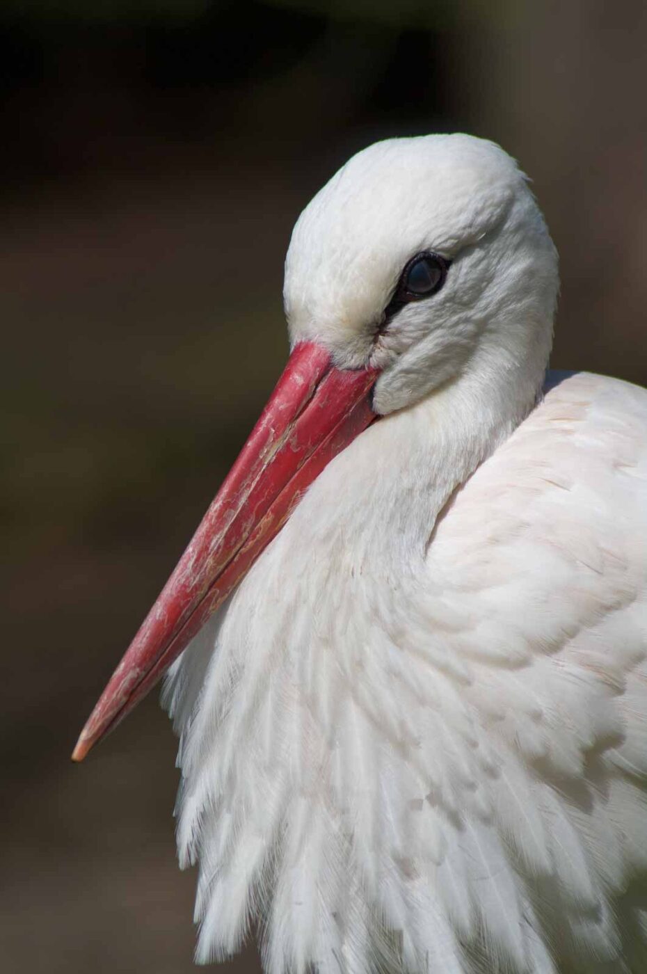 2018-04-19 - Walsrode - Vogelpark