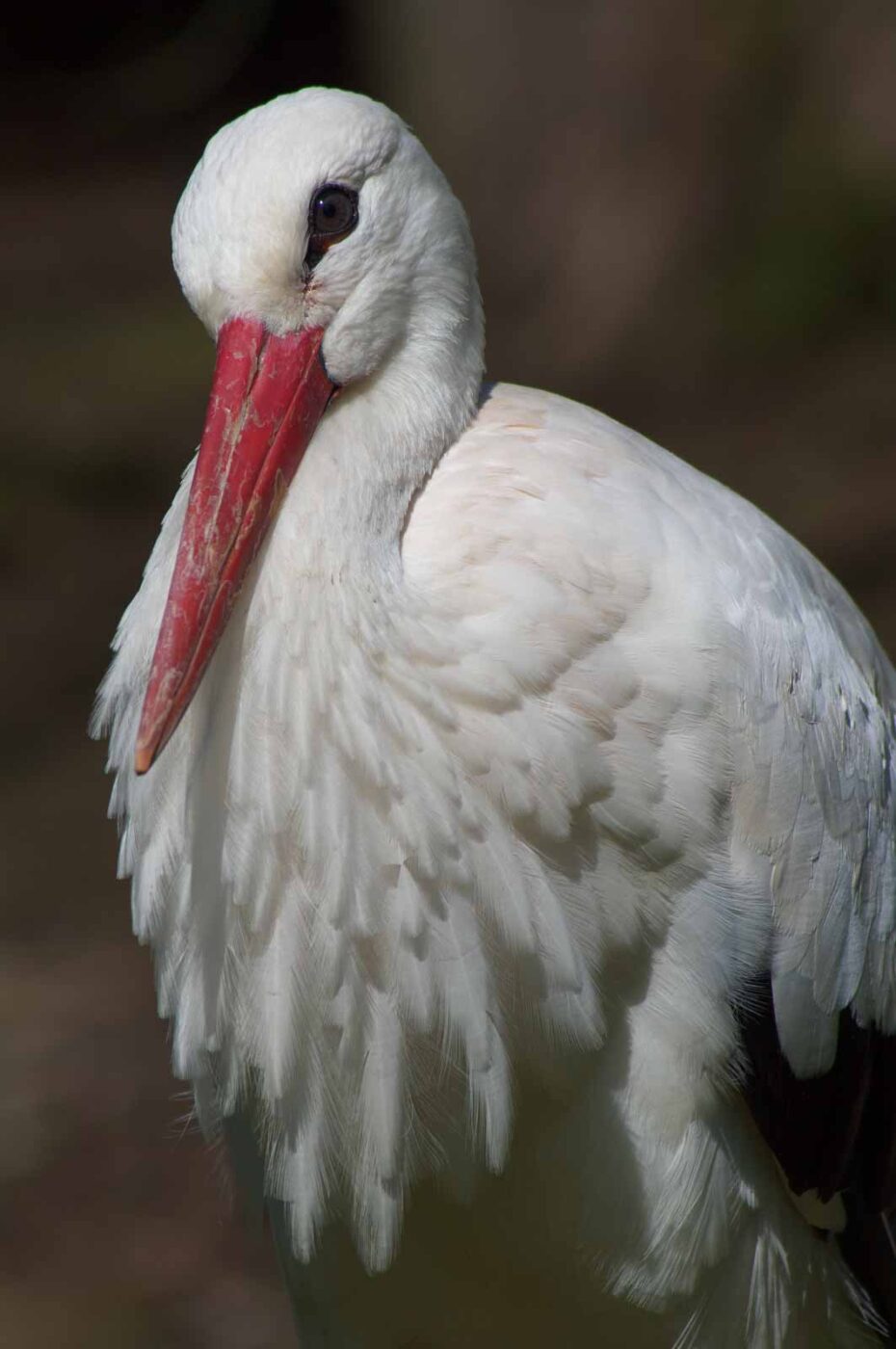 2018-04-19 - Walsrode - Vogelpark