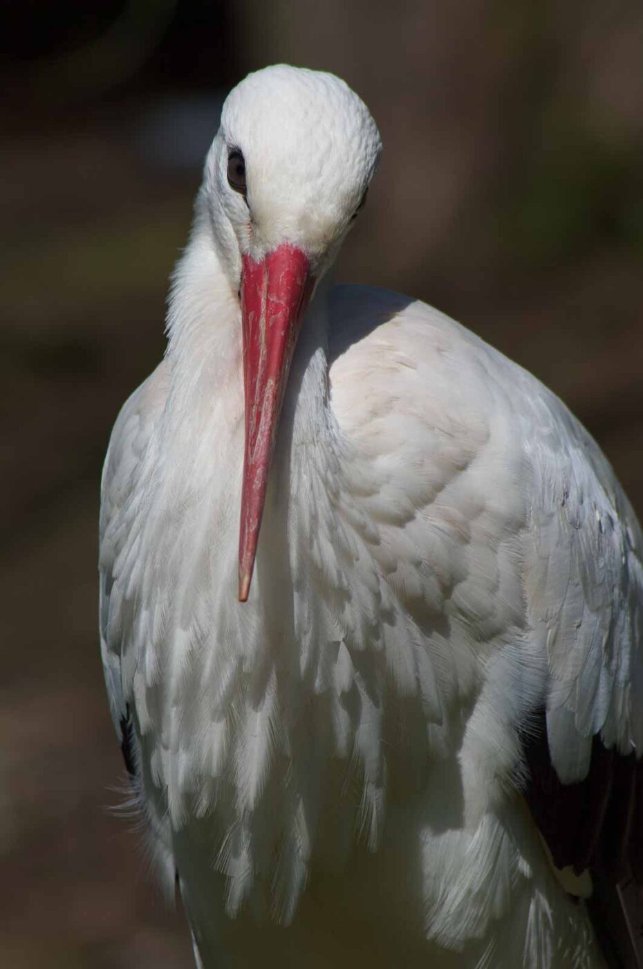 2018-04-19 - Walsrode - Vogelpark