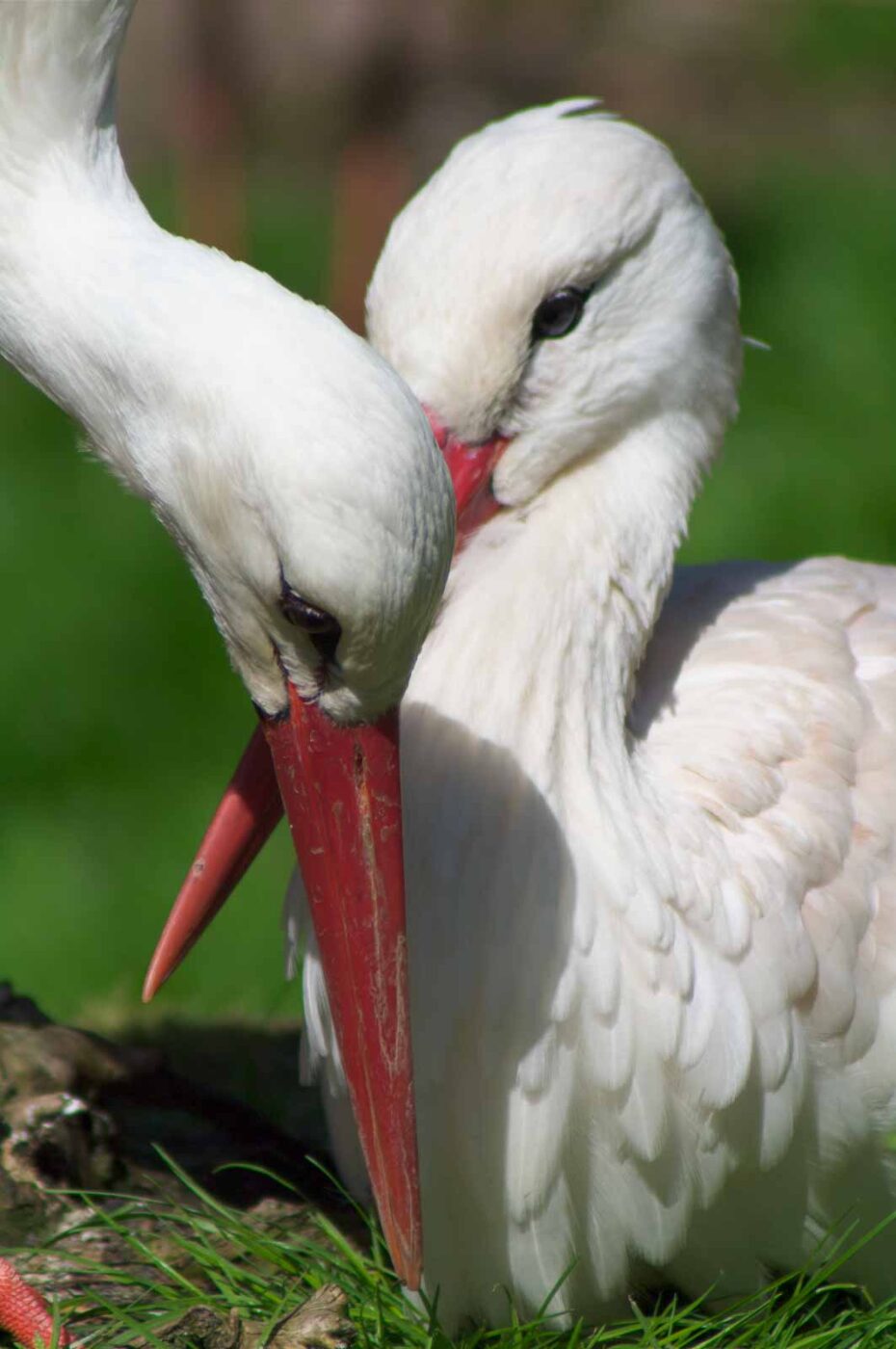 2018-04-19 - Walsrode - Vogelpark