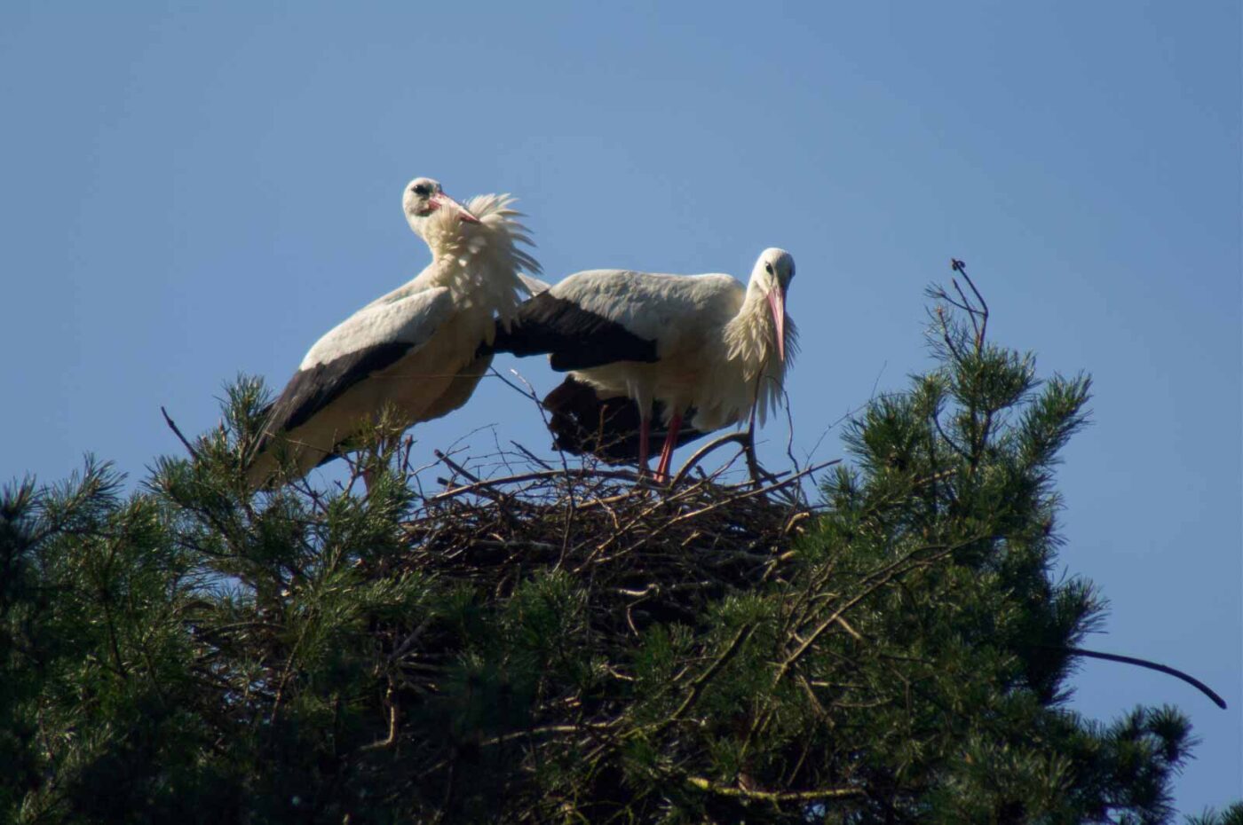 2018-04-19 - Walsrode - Vogelpark