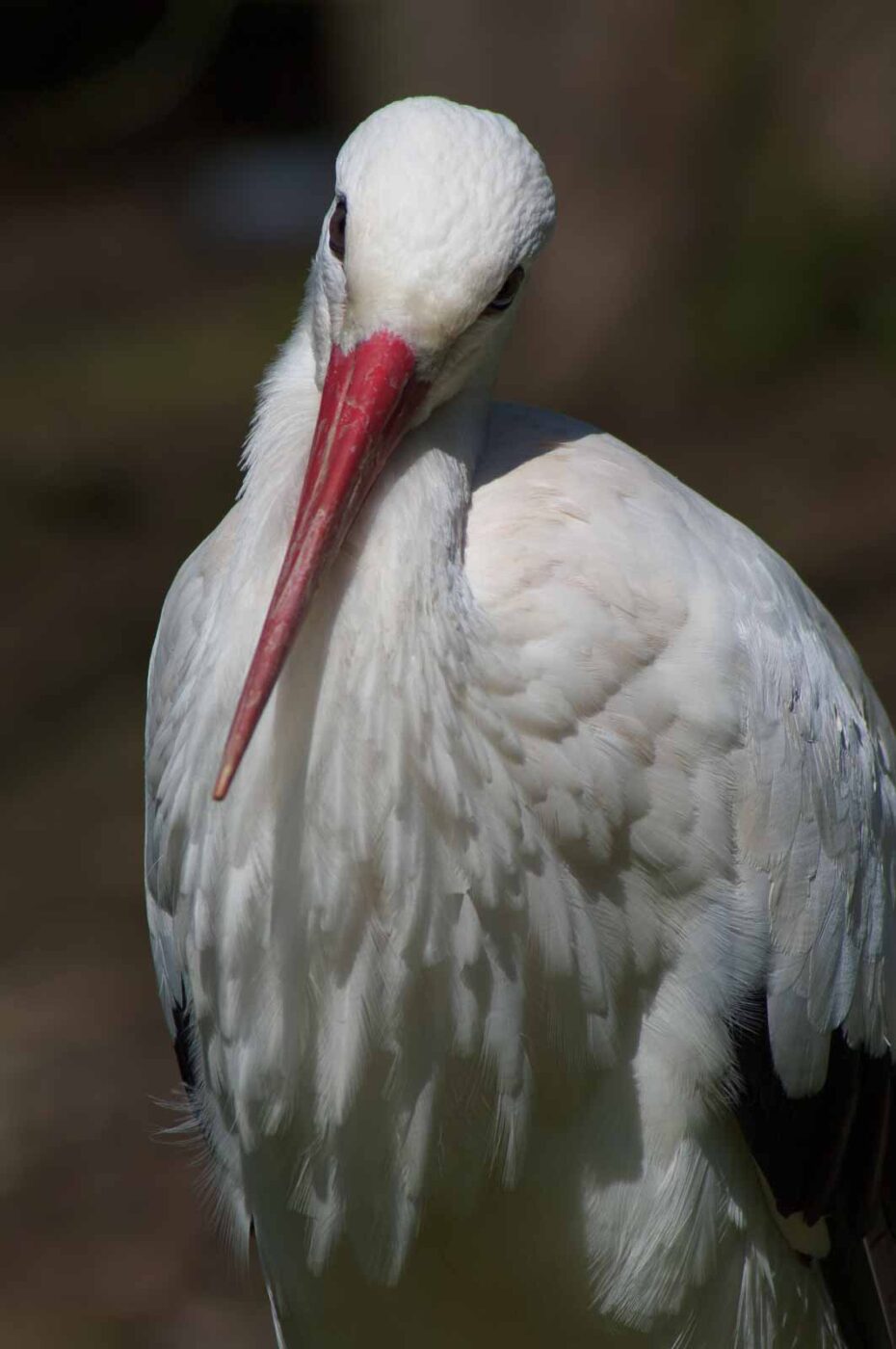 2018-04-19 - Walsrode - Vogelpark