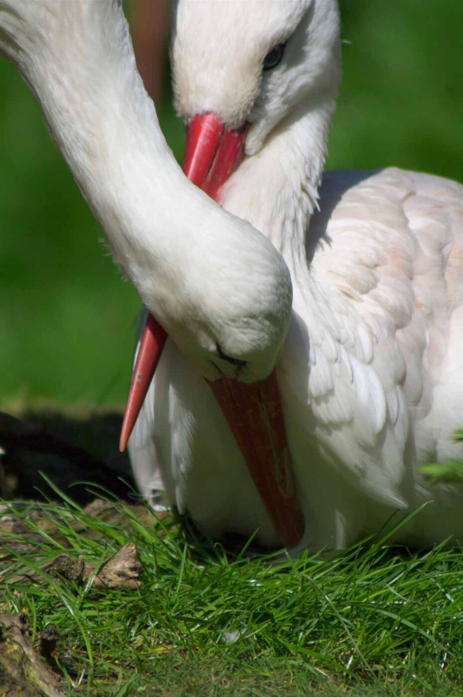 2018-04-19 - Walsrode - Vogelpark