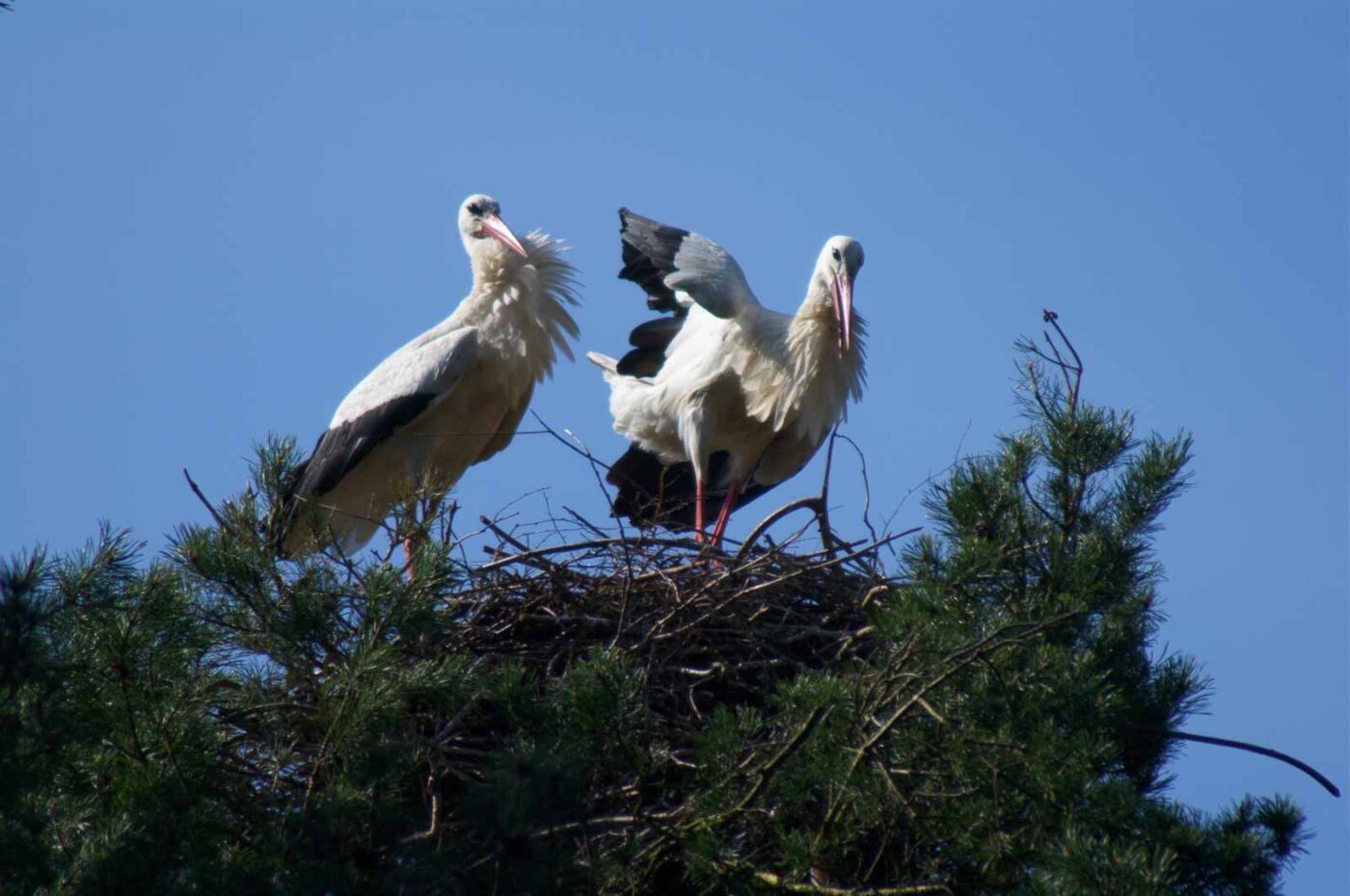 2018-04-19 - Walsrode - Vogelpark
