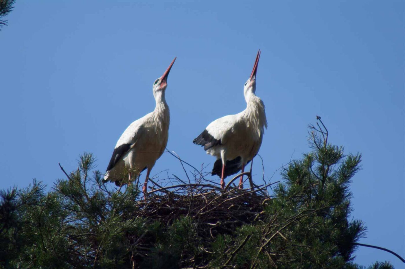 2018-04-19 - Walsrode - Vogelpark