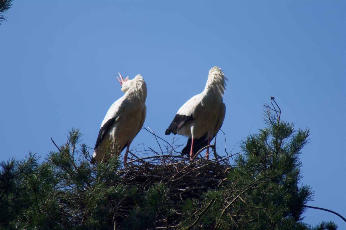 2018-04-19 - Walsrode - Vogelpark