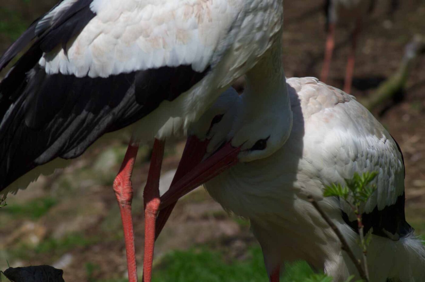2018-04-19 - Walsrode - Vogelpark