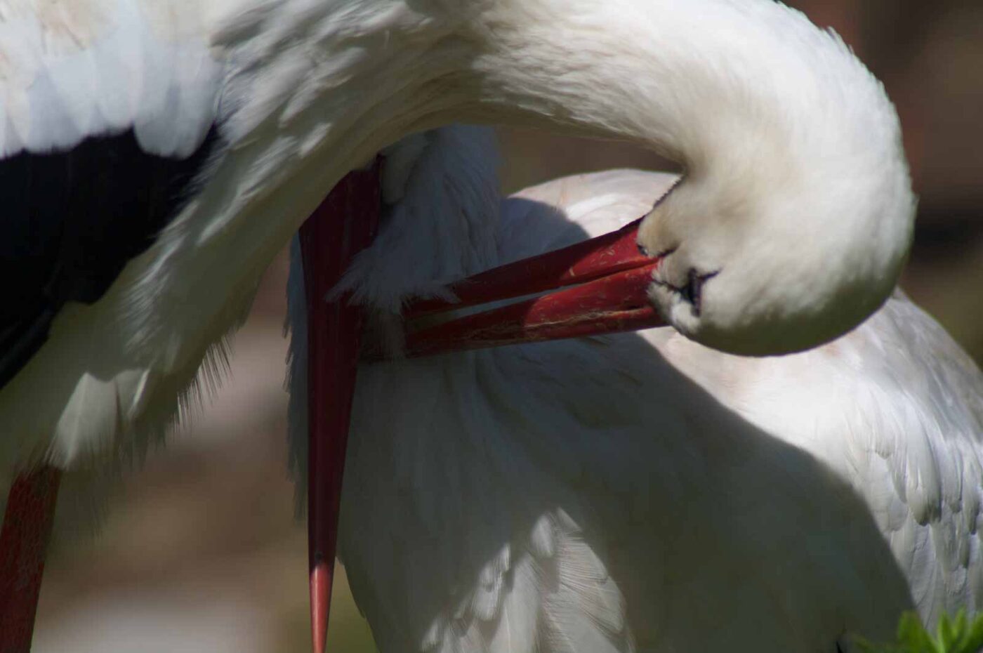 2018-04-19 - Walsrode - Vogelpark