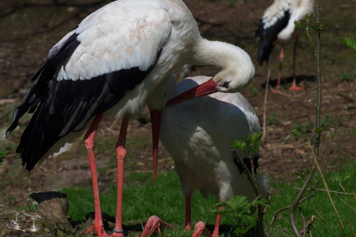 2018-04-19 - Walsrode - Vogelpark
