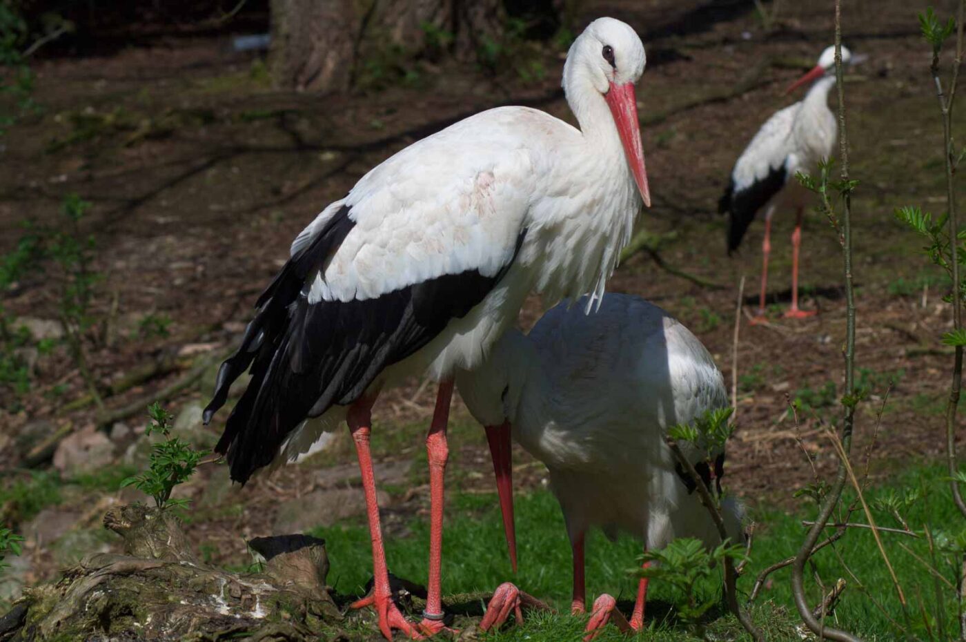 2018-04-19 - Walsrode - Vogelpark