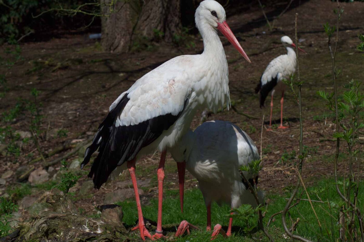 2018-04-19 - Walsrode - Vogelpark