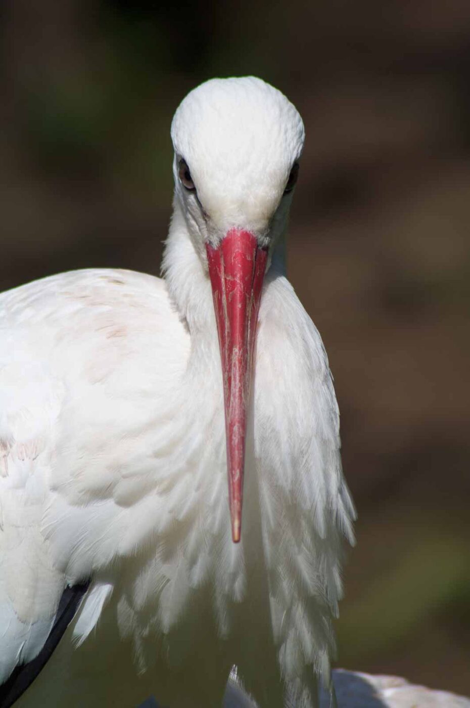 2018-04-19 - Walsrode - Vogelpark
