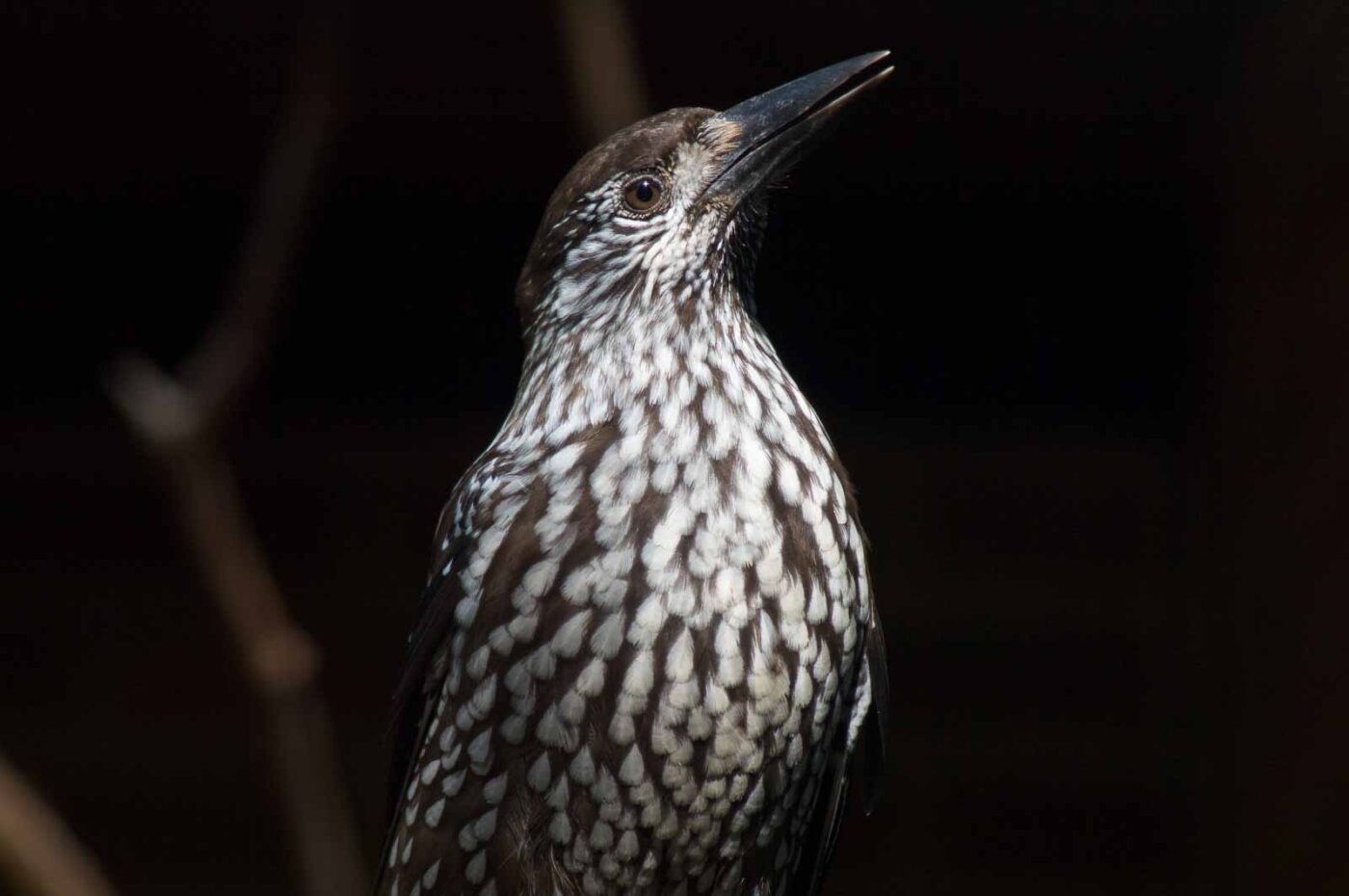 2018-04-19 - Walsrode - Vogelpark