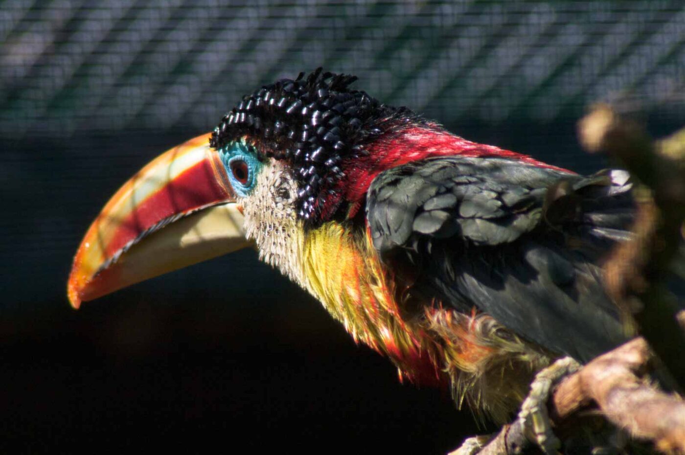 2018-04-19 - Walsrode - Vogelpark