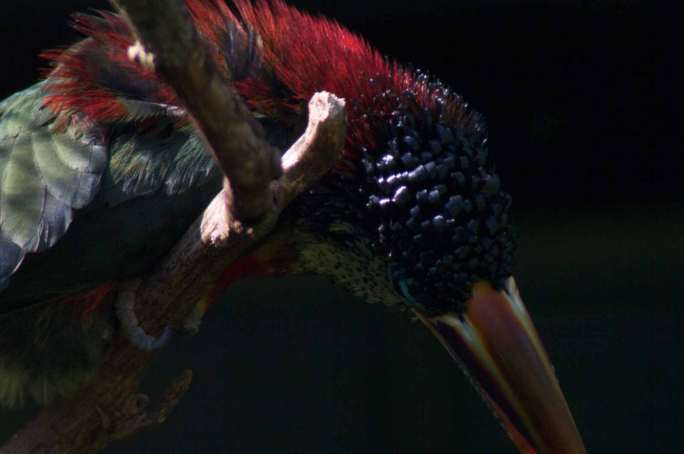 2018-04-19 - Walsrode - Vogelpark
