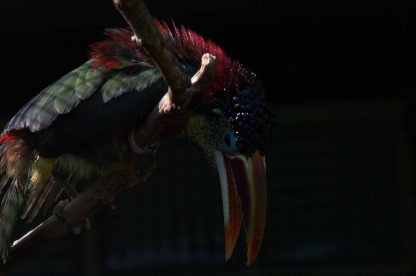 2018-04-19 - Walsrode - Vogelpark
