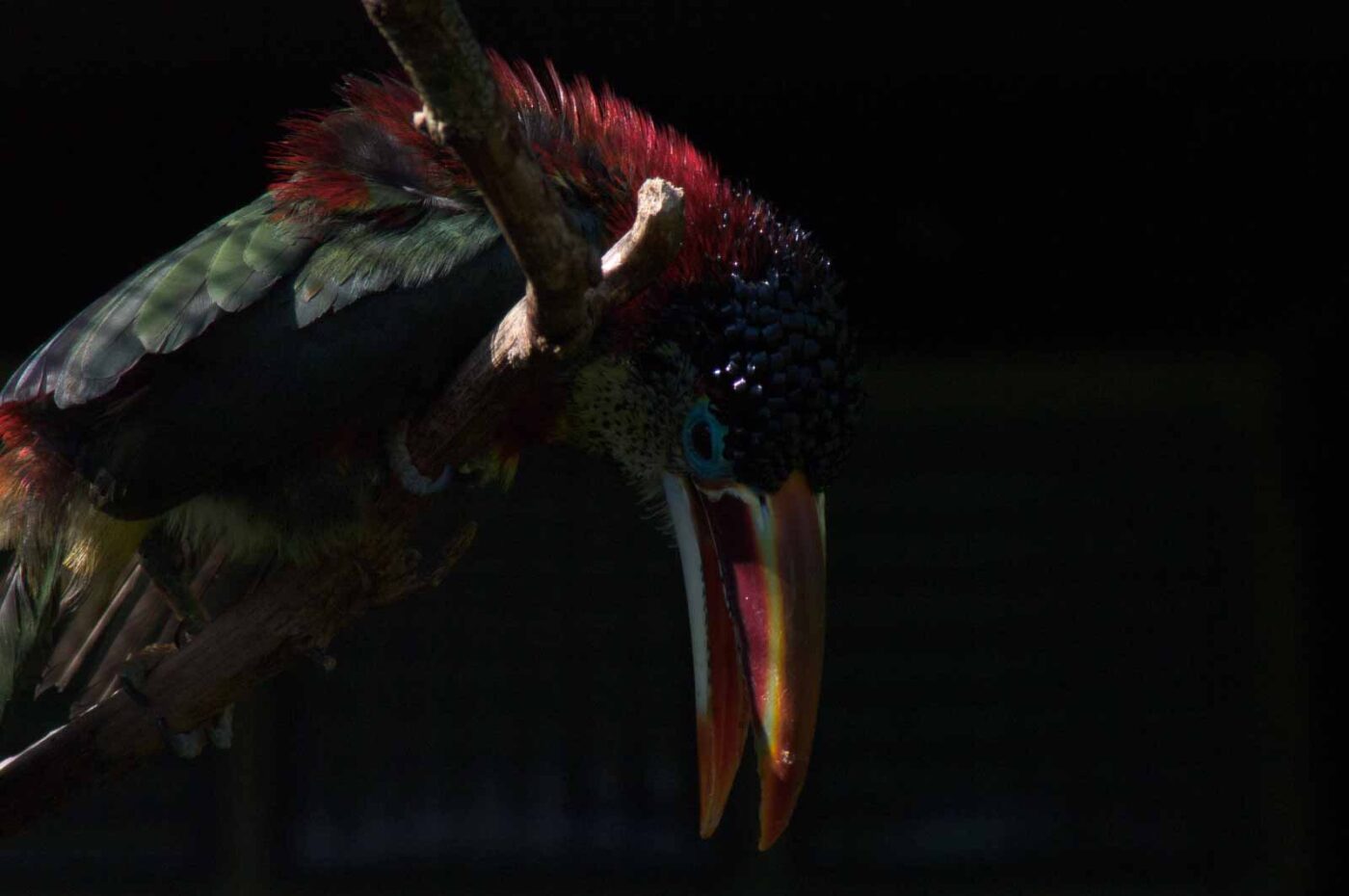 2018-04-19 - Walsrode - Vogelpark