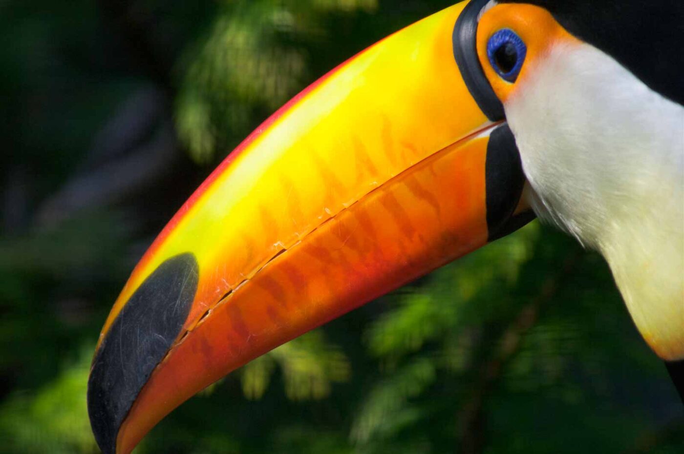 2018-04-19 - Walsrode - Vogelpark
