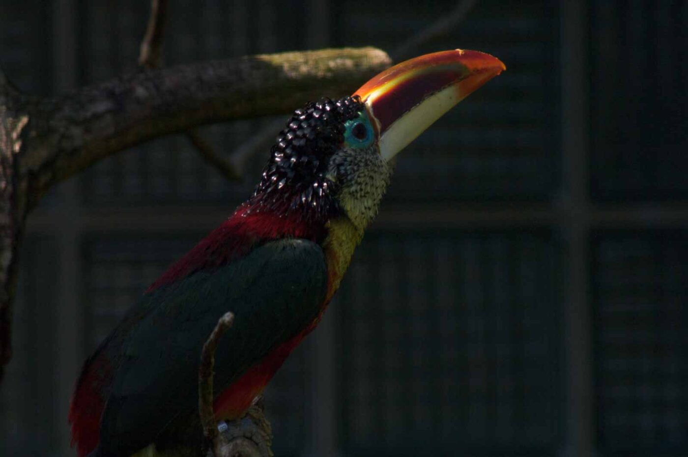 2018-04-19 - Walsrode - Vogelpark