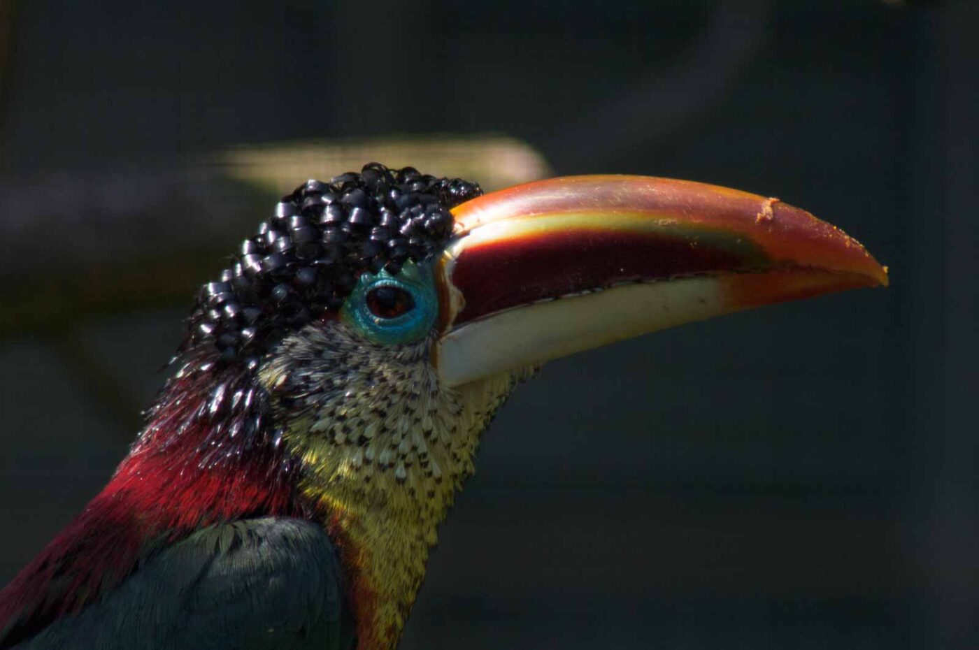 2018-04-19 - Walsrode - Vogelpark