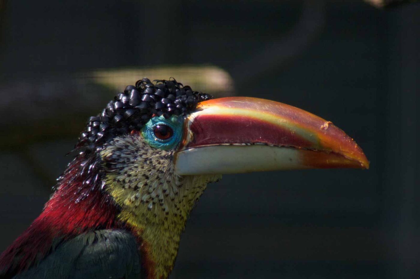 2018-04-19 - Walsrode - Vogelpark