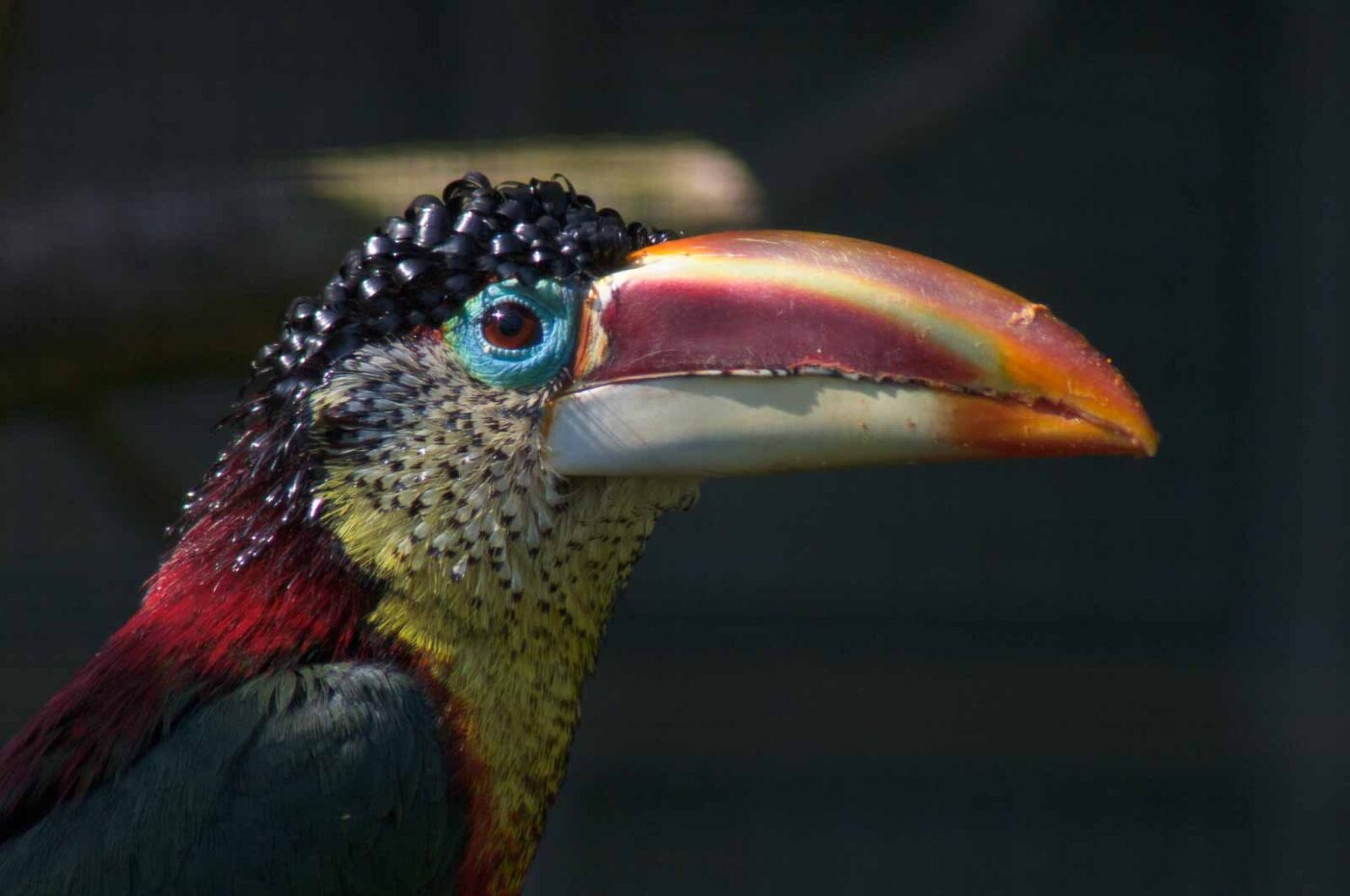 2018-04-19 - Walsrode - Vogelpark