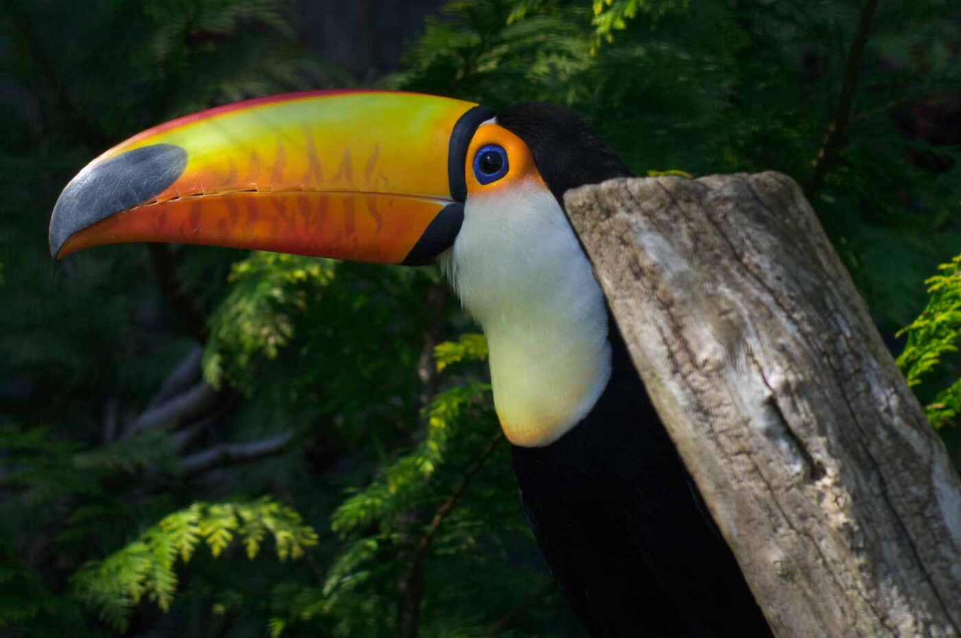 2018-04-19 - Walsrode - Vogelpark
