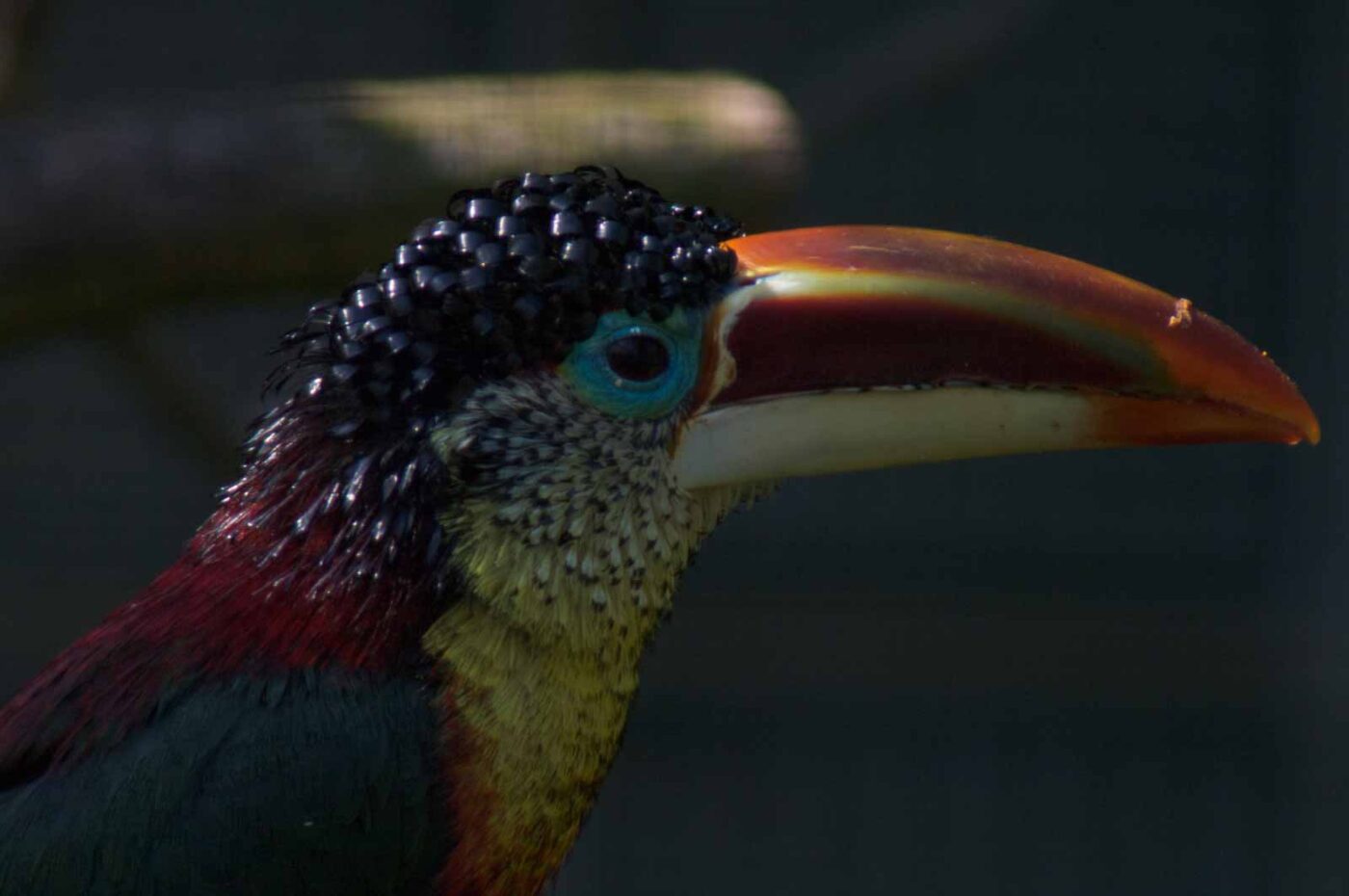 2018-04-19 - Walsrode - Vogelpark