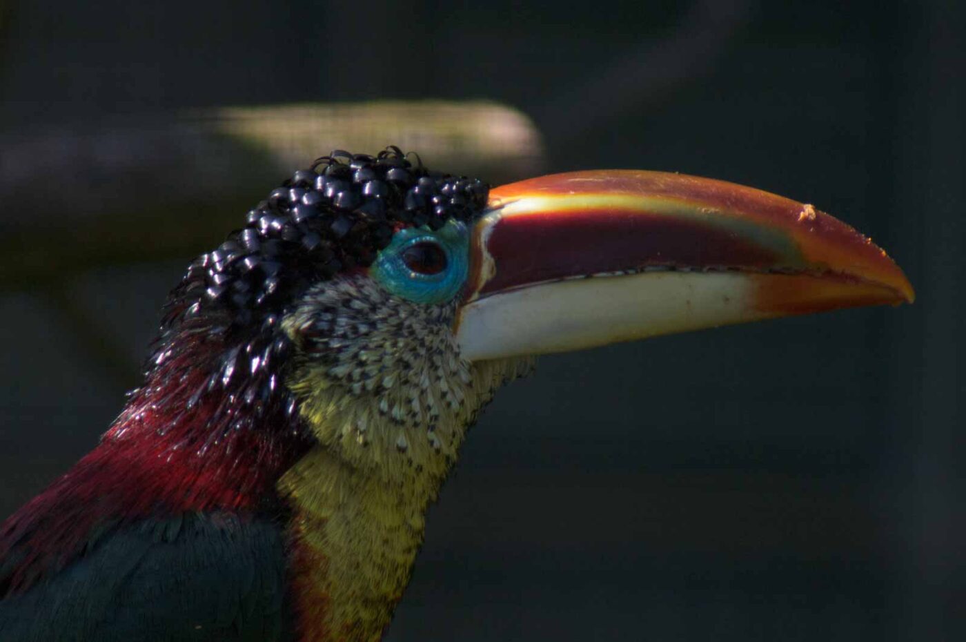 2018-04-19 - Walsrode - Vogelpark