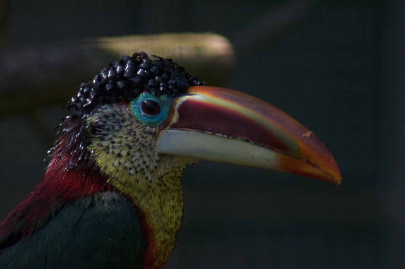2018-04-19 - Walsrode - Vogelpark