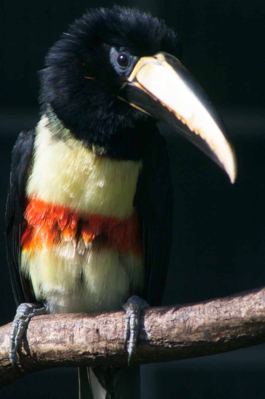 2018-04-19 - Walsrode - Vogelpark