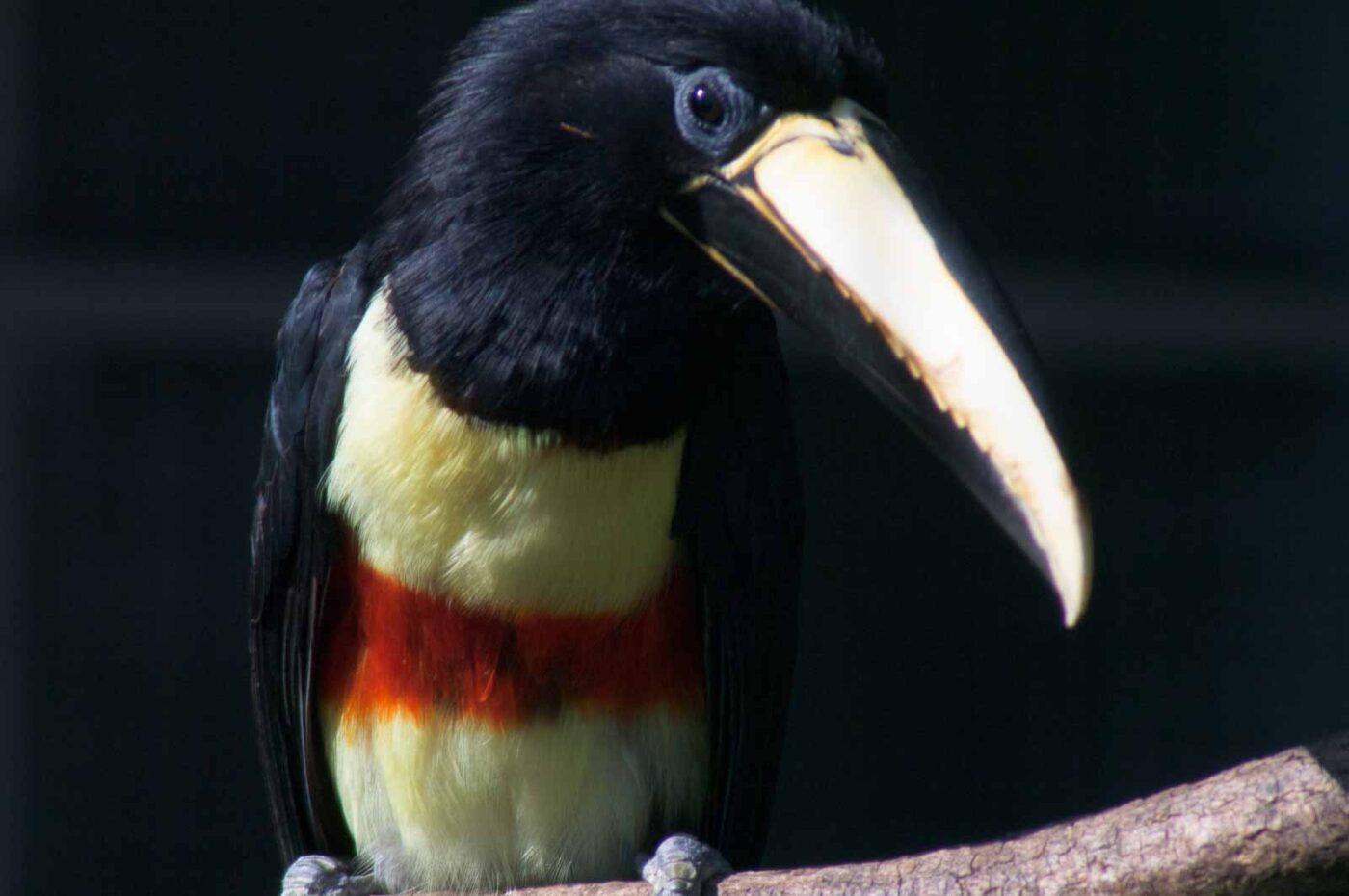 2018-04-19 - Walsrode - Vogelpark
