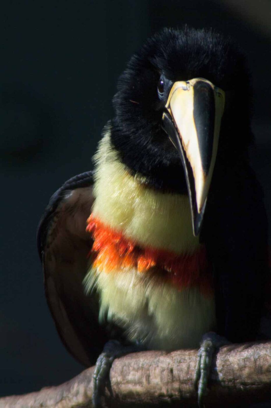 2018-04-19 - Walsrode - Vogelpark