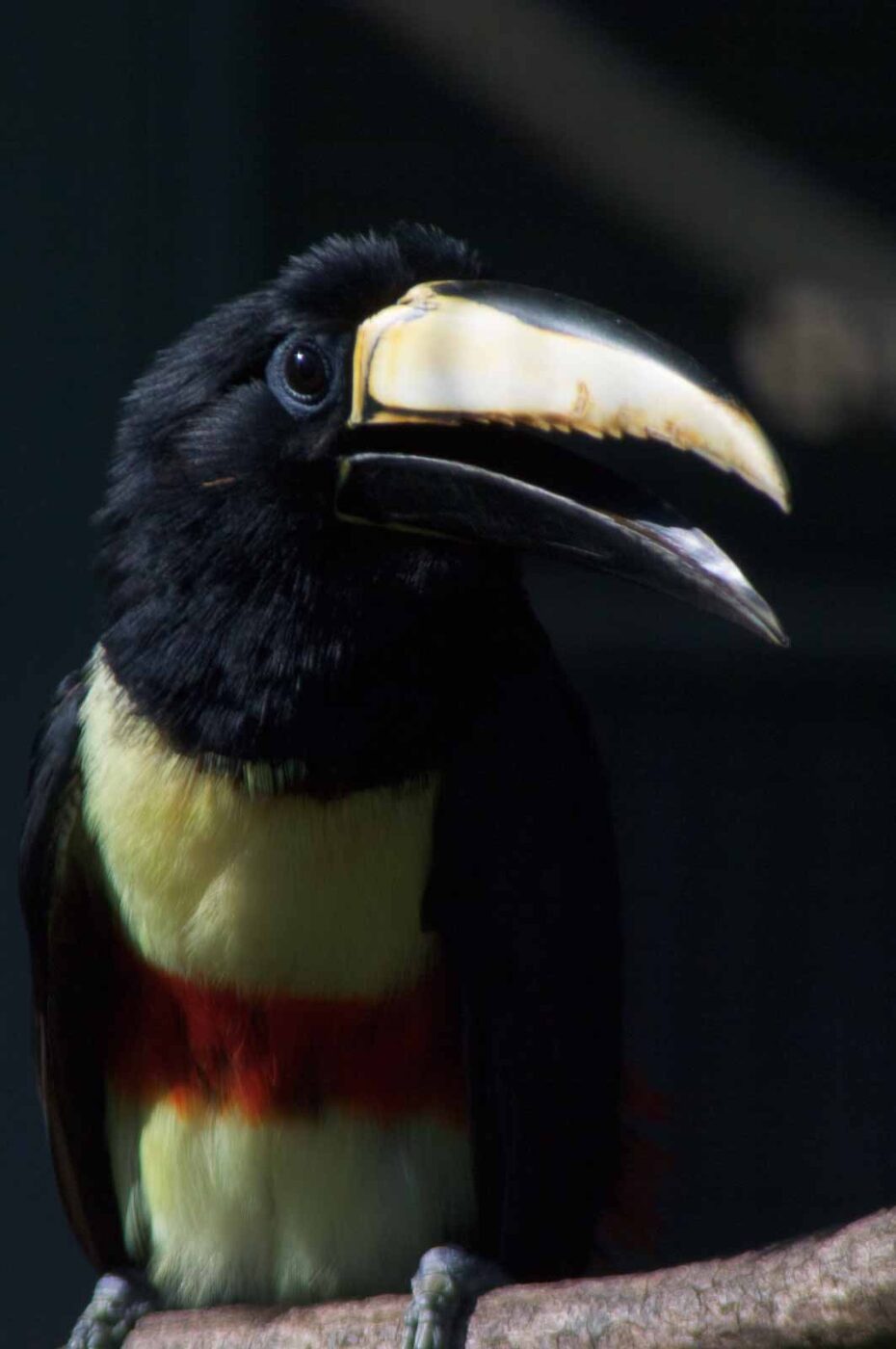 2018-04-19 - Walsrode - Vogelpark