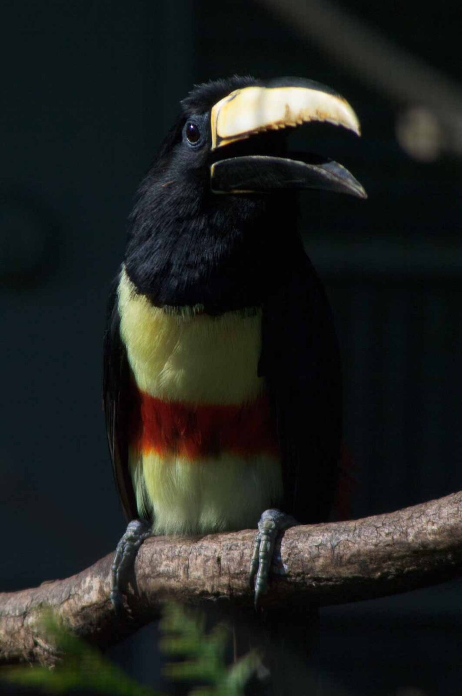 2018-04-19 - Walsrode - Vogelpark