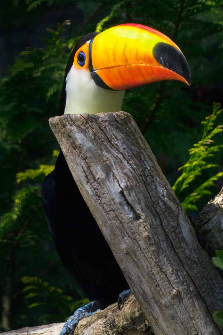 2018-04-19 - Walsrode - Vogelpark
