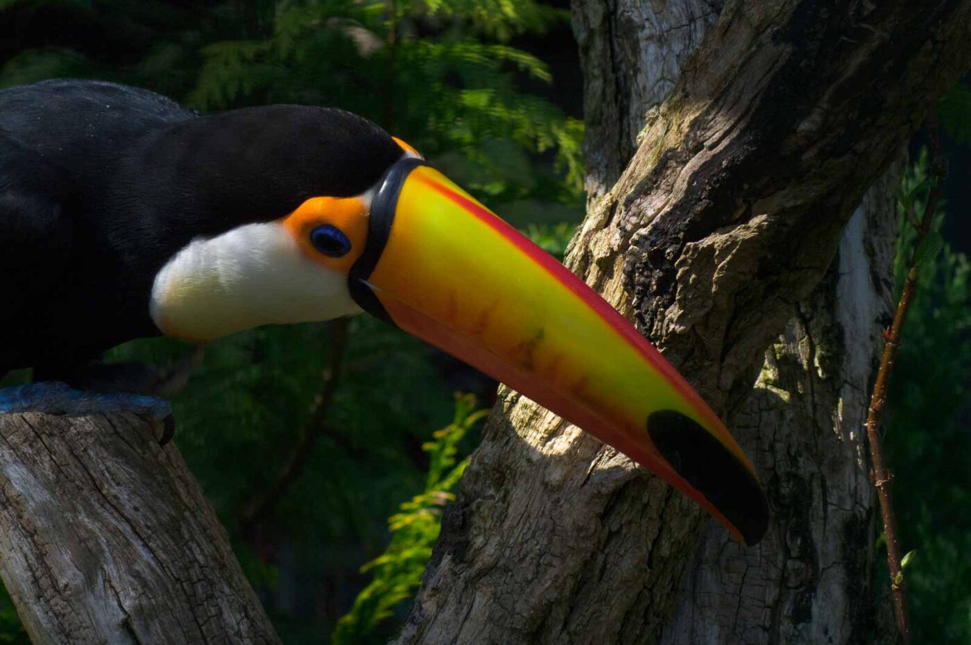 2018-04-19 - Walsrode - Vogelpark
