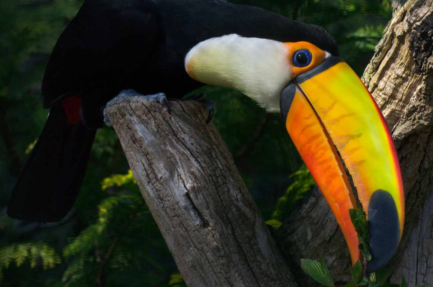 2018-04-19 - Walsrode - Vogelpark