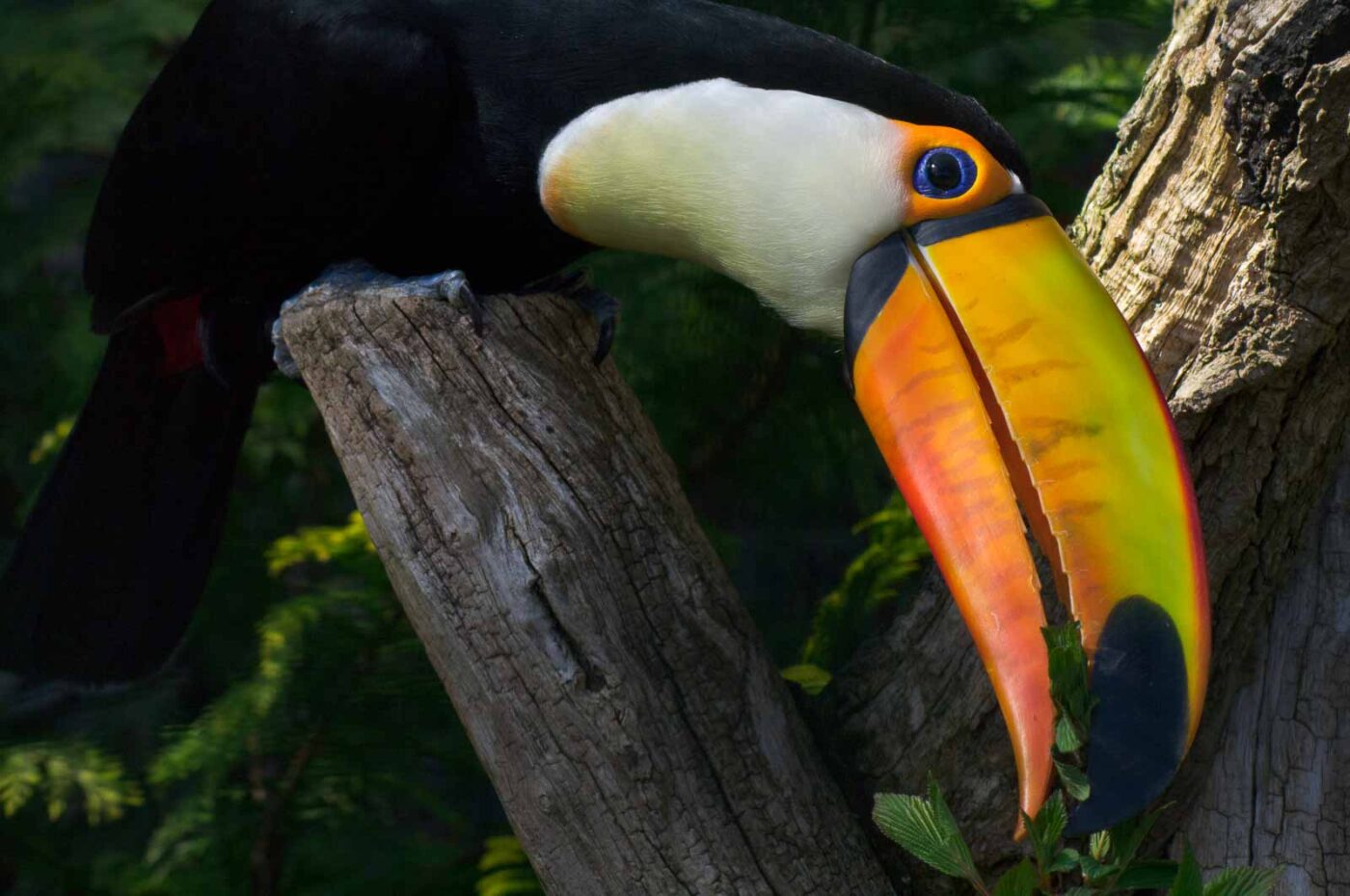 2018-04-19 - Walsrode - Vogelpark